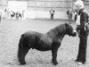 stallion Oxenholm Sergio (Shetland pony (under 87 cm), 1970, from Harviestoun Bombshell)