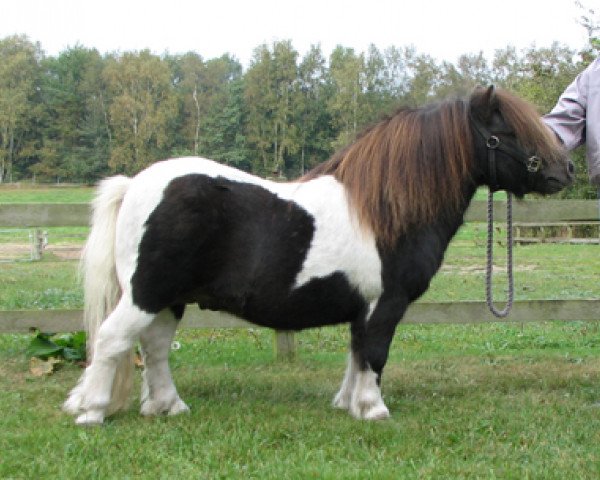 stallion Whitalis Colour Contrast (Shetland pony (under 87 cm), 1998, from Lythwood Tommy-Gum)