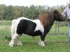 stallion Whitalis Colour Contrast (Shetland pony (under 87 cm), 1998, from Lythwood Tommy-Gum)