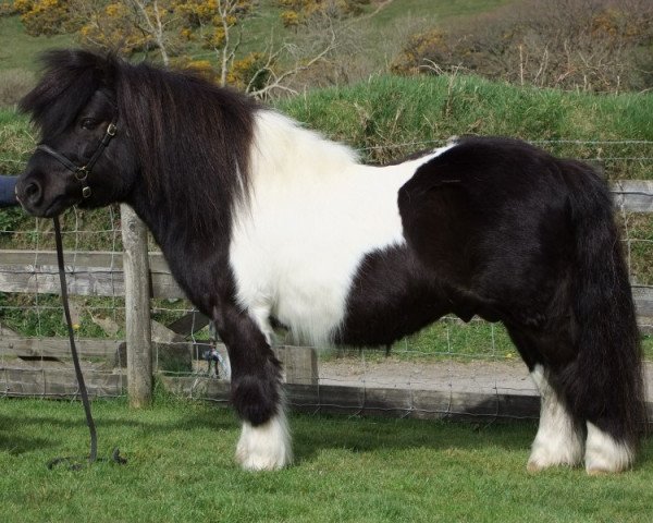 Deckhengst Top Rock Judge (Shetland Pony, 1997, von Top Rock Black Leg)