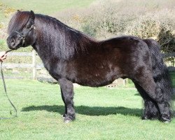 stallion Top Rock Magnet (Shetland pony (under 87 cm), 2001, from Top Rock Black Leg)