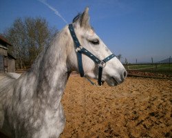 broodmare Mountplesant Lady (Connemara Pony, 2007, from Rory Rasputin)