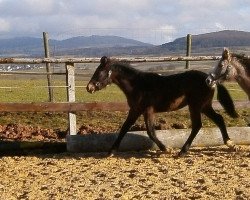 Pferd Larissa (Connemara-Pony, 2013)