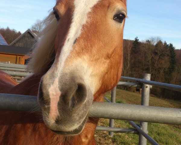 broodmare Tequila Sunrise 62 (Haflinger, 2001, from Alando)