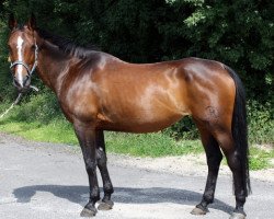 broodmare Sternchen (Hessian Warmblood, 1995, from Sandrissimo)