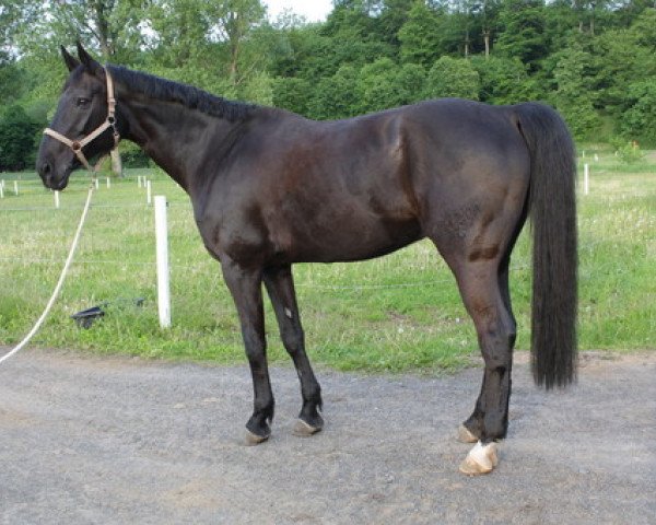 horse Schröder (Hanoverian, 1997, from Singular Joter)