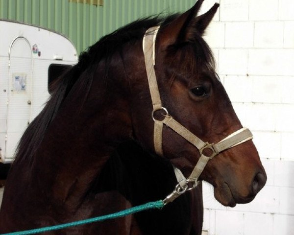 dressage horse Pegasus (Trakehner, 2002, from Paspao)