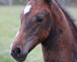 stallion lancelot-b (Holsteiner, 2013, from Larius W)