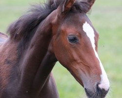 broodmare Leda B (Holsteiner, 2013, from Larius W)