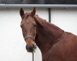 broodmare Daylight (Westphalian, 2001, from Dream of Glory)