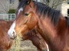 broodmare Sunshine (German Riding Pony, 2012, from Black Boy)