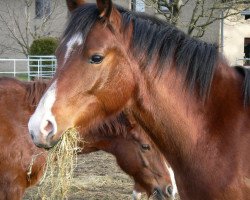 Zuchtstute Sunshine (Deutsches Reitpony, 2012, von Black Boy)