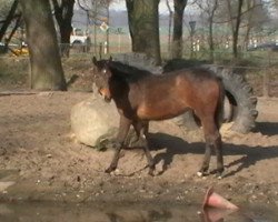 broodmare Libert' B (Holsteiner, 2011, from Larius W)