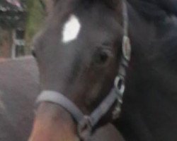 dressage horse Leodidas B (Holsteiner, 2011, from Larius W)