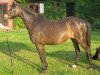broodmare Bushmere Bambi (Welsh-Pony (Section B), 1984, from Blondel of Wandley)