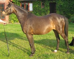 Zuchtstute Bushmere Bambi (Welsh Pony (Sek.B), 1984, von Blondel of Wandley)