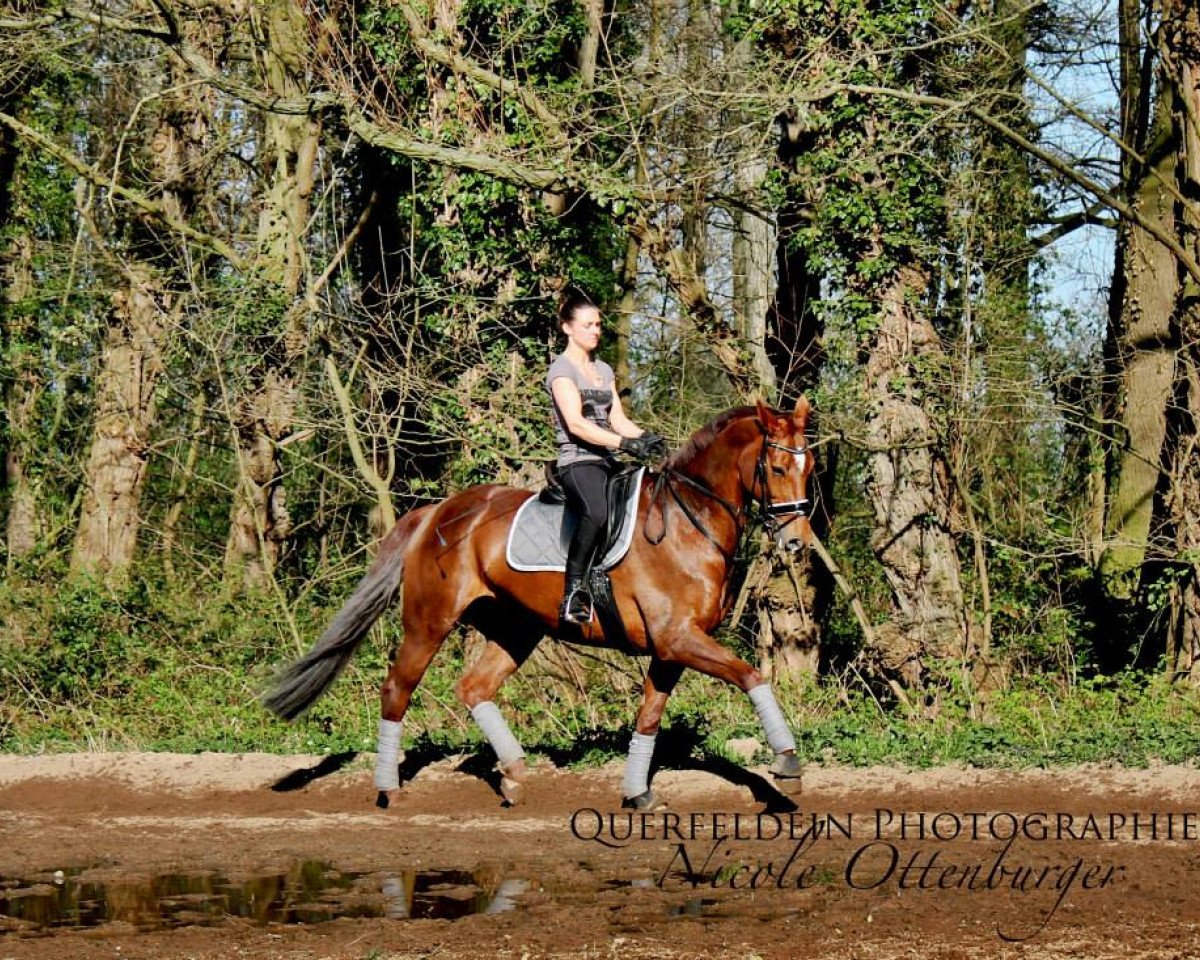 broodmare Apanatschi (Rhinelander, 2001, from Abanos)