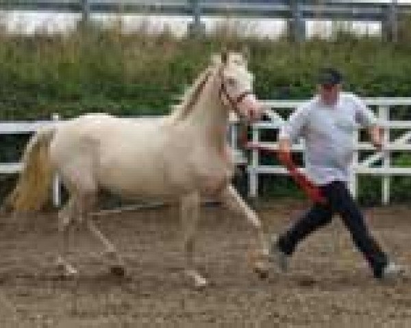 broodmare Cinderella (German Riding Pony, 2003, from Stukhuster Ricardo Go For Gold)