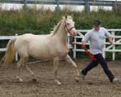 broodmare Cinderella (German Riding Pony, 2003, from Stukhuster Ricardo Go For Gold)