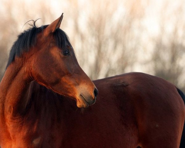 horse Ea Jamah ox (Arabian thoroughbred, 2010, from Ashhal El Chamsin ox)