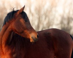 Pferd Ea Jamah ox (Vollblutaraber, 2010, von Ashhal El Chamsin ox)