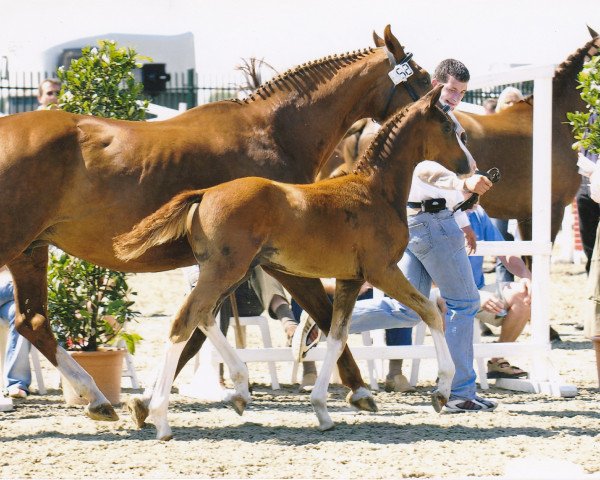 Pferd Wallach v. Dream Classic (Oldenburger, 2005, von Dream Classic)