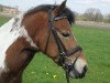 dressage horse Klaudius (unknown,  )