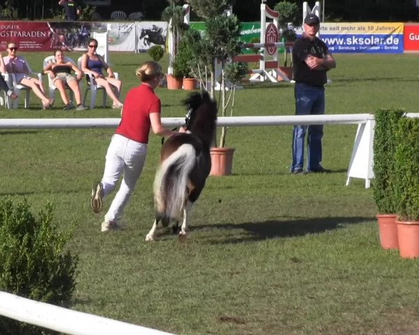 Westfalen-Woche Münster-Handorf Samstag, 27. Juli 2013 46. Westfälische Eliteschau für 3- und 4 j. Reitpony-, Kleinpferde-, Haflinger- und Edelblut-Haflingerstuten