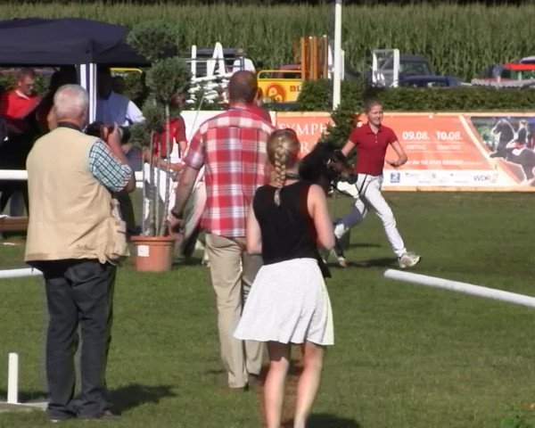 Westfalen-Woche Münster-Handorf Samstag, 27. Juli 2013 46. Westfälische Eliteschau für 3- und 4 j. Reitpony-, Kleinpferde-, Haflinger- und Edelblut-Haflingerstuten
