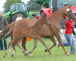 broodmare Fürstenliebe (Westphalian, 2013, from Fürstenball)