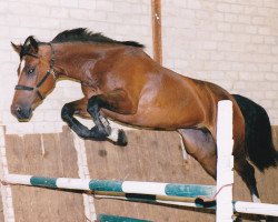 broodmare Zera (Oldenburg, 1995, from Zeus)