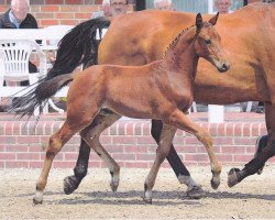 stallion Coupentinus (Oldenburg, 2012, from Coupe d`Or)