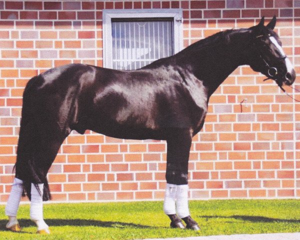 dressage horse Fernet 133 FIN (Oldenburg, 2005, from Fürst Heinrich)