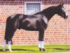 dressage horse Fernet 133 FIN (Oldenburg, 2005, from Fürst Heinrich)