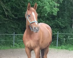 dressage horse Radinja (Hanoverian, 2008, from Rascalino)