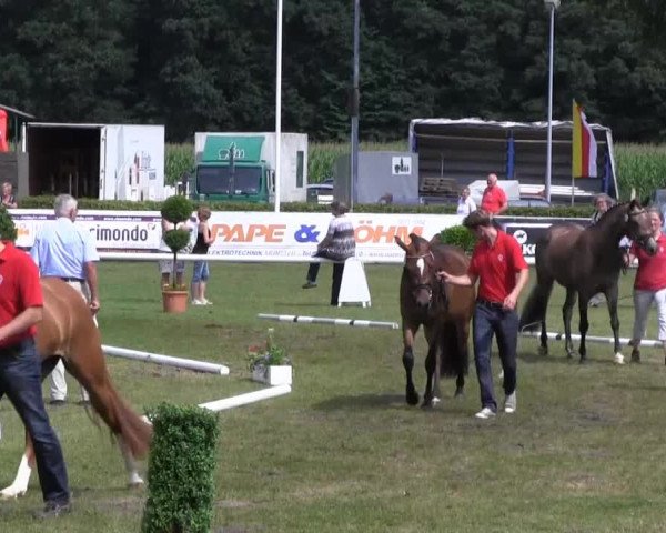 Westfalen-Woche Münster-Handorf Samstag, 27. Juli 2013 46. Westfälische Eliteschau für 3- und 4 j. Reitpony-, Kleinpferde-, Haflinger- und Edelblut-Haflingerstuten