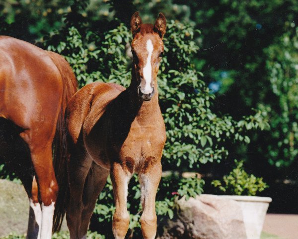 broodmare Pagena (Westphalian, 2000, from Pageno)