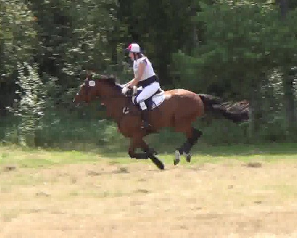 Trakehnerhof Valluhn Vielseitigkeitsturnier
03.-04.08.2013 02 Vielseitigkeitsprüfung KL. L - Gelände