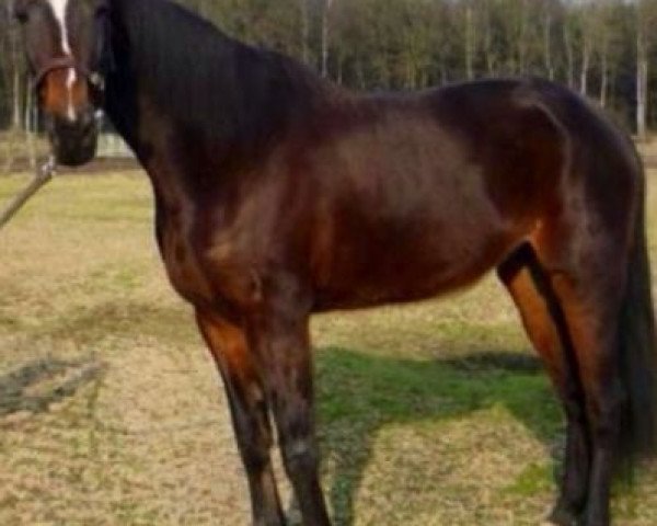 Pferd Flying Star (Deutscher Traber, 2006, von Abano AS (DE))