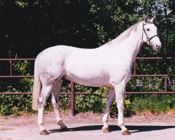 broodmare Landgräfin 35 (Oldenburg, 1998, from Bela Pharm’s Landkaiser)