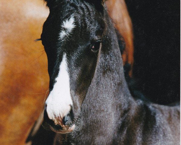 Pferd Hengst von Pik Labionics (Westfale, 2000, von Pik Labionics)