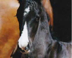 horse Hengst von Pik Labionics (Westphalian, 2000, from Pik Labionics)