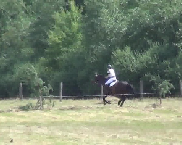 Trakehnerhof Valluhn Vielseitigkeitsturnier
03.-04.08.2013 02 Vielseitigkeitsprüfung KL. L - Gelände

