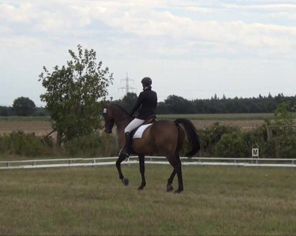 Trakehnerhof Valluhn Vielseitigkeitsturnier
03.-04.08.2013 02 Vielseitigkeitsprüfung KL. L - Dressur
