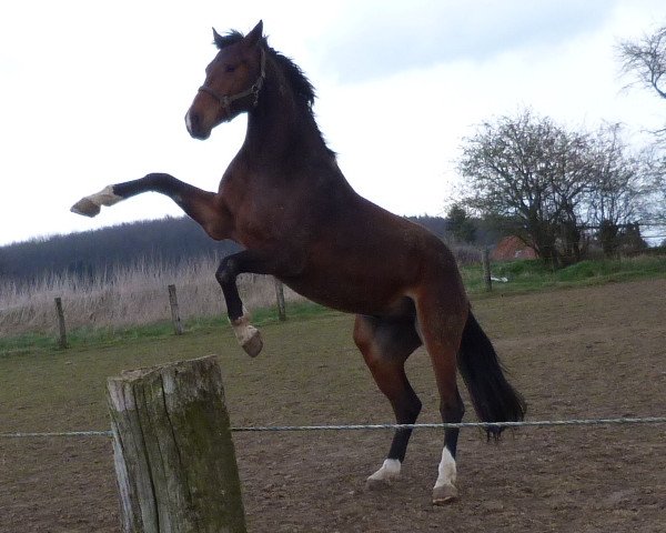 Springpferd Crecido (Oldenburger, 2010, von Cosil)