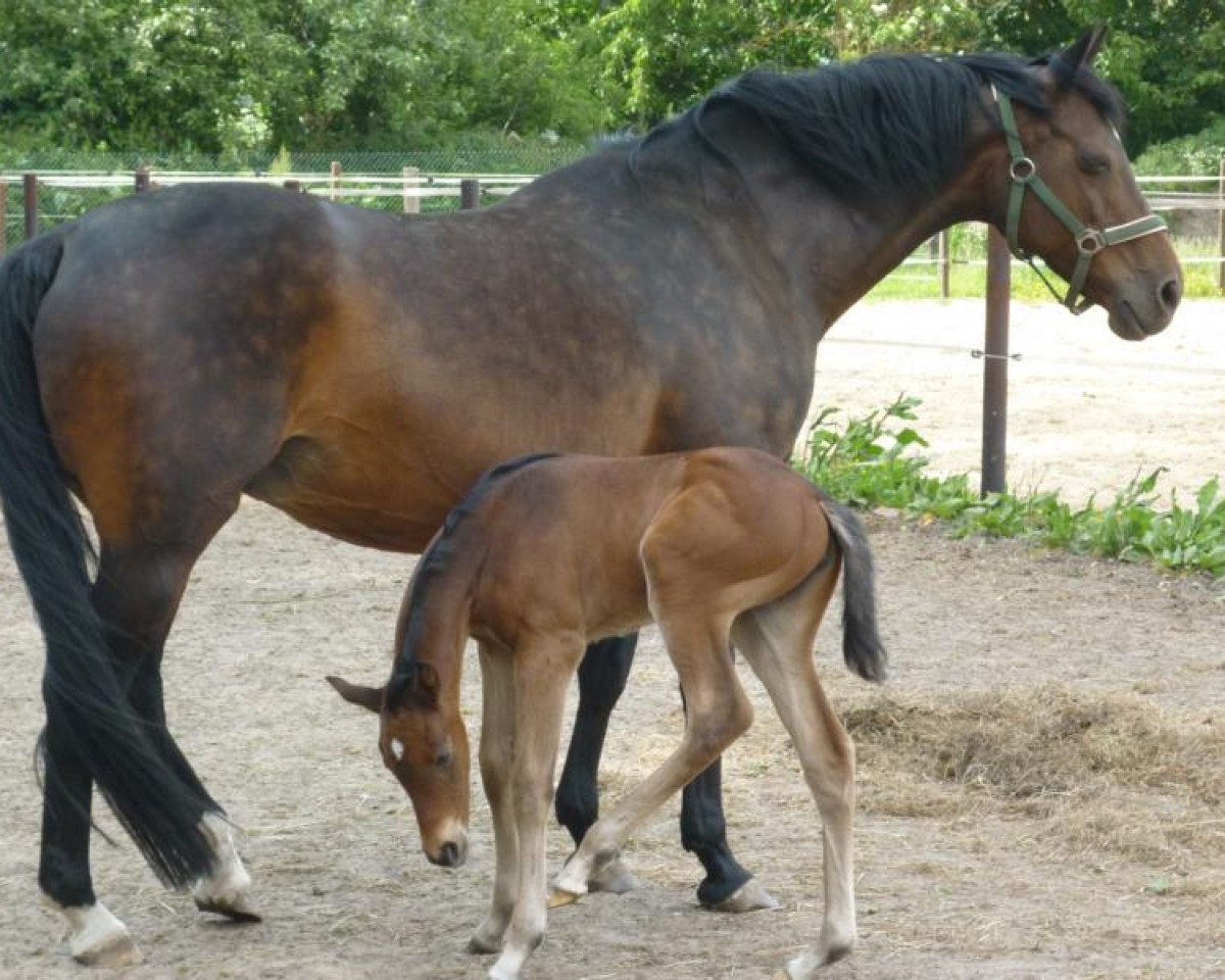 broodmare Karola III (Holsteiner, 1995, from Linaro)