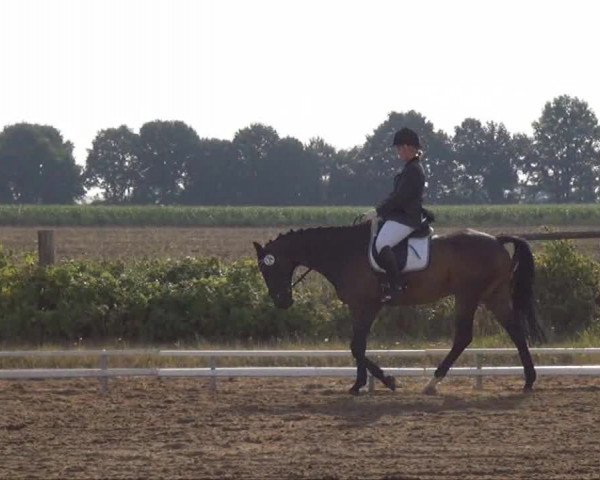 Trakehnerhof Valluhn Vielseitigkeitsturnier
03.-04.08.2013 01 Vielseitigkeitsprüfung KL. A** - Dressur
