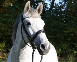 broodmare Carissima Blanca (Holsteiner, 2006, from Canto)