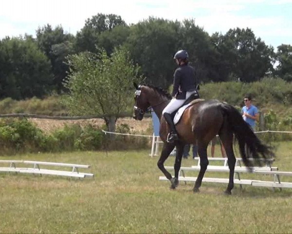 Trakehnerhof Valluhn Vielseitigkeitsturnier
03.-04.08.2013 02 Vielseitigkeitsprüfung KL. L - Dressur

