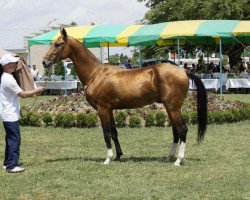 horse Sammit (Akhal-Teke, 2010, from Ailazat)